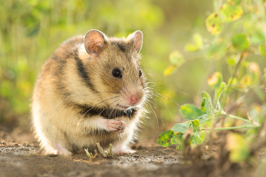 Roemeense hamster (Mesocricetus newtoni)