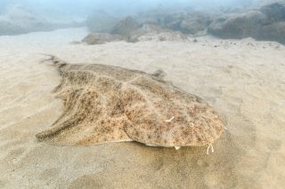 One of the highlights during our trip to the Canary Islands was the encounter with Angelsharks (Squatina squatina).
Angelsharks have been eliminated throughout much of its historical range over the past century and are listed as Critically Endangered.
The Canary Island archipelago appears to be the last major refuge for this species. Albeit being aware of that, I did not expect to see them while snorkeling. Apparently I was wrong about that.

In Lanzarote I saw the first one. I couldn't believe my eyes! After some minutes of pure thrill and enjoyment, I realized this resting male could be a good photo opportunity. I had no camera with me, so I swam and ran as fast as I could to my car and back. Luckily he was still there - Angelsharks are more active at night than during the day, so it's not unusual that he didn't move.
After some pictures I swam back to the beach more relaxed and I saw another Angelshark! This one was almost completely buried, but still a pleasant surprise.
A week later I saw a third one while snorkeling in Tenerife, together with Spiny butterfly rays. 
What a magical moments!

Angelshark (Squatina squatina) - Lanzarote - December 2024

#angelshark #angelsharks #squatina #squatinasquatina #sharks #lanzarote #tenerife #canaryislands #oceans #shark #underwaterworld #underwater #naturephotograpy #conservation #endangered #endangeredspecies #angelote #freediving #snorkeling #canarys #oceanlife #marinescience #marinebiology #sharkresearch #sharkconservation #marine #angelsharkproject #angelsharkprojectcanaryislands