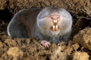 The Mehely's blind mole-rat (Spalax antiquus) is an endangered species of rodent that can be found in a geomorphologically well-defined region: the Transylvanian Plateau. It is Romania’s only endemic mammal.
Eurasian blind mole-rats are adapted to exclusively underground life. These small mammals have cylindrically shaped bodies with no external ears and are completely blind. They spend their entire life in their tunnel system and feed on underground plant parts such as roots, tubers, and bulbs.

Mehely's blind mole-rat (Spalax antiquus) - Transylvania, Romania - April 2025

#spalax #spalaxantiquus #mehelysmolerat #molerat #mole #underground #subterranean #românia #romania #transylvania #mammalwatching #mammals #mammalsofinstagram #endageredspecies #endangered #research #conservation #natureconservation #wildlife #naturephotograpy #nature #mammal