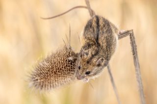Two trips to Romania and quite some trapping nights, but in the end we managed: photographing the Hungarian birch mouse (Sicista trizona)! 
This extremely rare mammal species is only known from two isolated populations in Hungary and Transylvania in Romania, each of which belong to their own subspecies. 
The Hungarian subspecies was not seen for over 70 years until being rediscovered in 2006, while the Transylvanian subspecies was only rediscovered in 2014. Well, at that time it was thought to be a subspecies of the southern birch mouse (S. subtilis). It was only in 2016 a study found sufficient genetic and anatomical divergence for it to be considered its own species.
Sicista trizona depends on undisturbed grassland habitat or grassland grazed by livestock, but is threatened by intensive agriculture as well as overgrazing by sheep. These threats and rarity have led to the species being classified as Endangered on the IUCN Red List.

Hungarian birch mouse (Sicista trizona transylvanica) - Transylvania, Romania - April 2025

#sicista #birchmouse #sicistatrizona #hungarianbirchmouse #românia #romania #transylvania #mammalwatching #mammals #mammalsofinstagram #endageredspecies #endangered #research #conservation #natureconservation #wildlife #naturephotograpy #nature #mammal