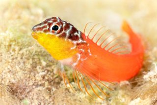 In June I spent a week in Croatia together with @pelagicduckie, another fish enthusiast. Our goal was to look for blennies while snorkeling in the Adriatic waters. 
We observed 17 species of the suborder Blenniodidei. A success! 

Pictures:

Black-headed blenny (Microlipophrys nigriceps)
Caneva’s blenny (Microlipophrys canevae) 
Adriatic blenny (Microlipophrys adriaticus)
Diabolo blenny (Parablennius incognitus)
Striped blenny (Parablennius rouxi) 

- Croatia - June 2025

#blenniodidei #blenny #blennies #blenniidae #canevasblenny #adriaticblenny #fish #fishes #fishesofinstagram #fishfacts #fishing #nature #naturephotography #wildlife #wild #sea #sealife #marine #snorkeling #snorkel #marinebiology #marinelife #croatia #adriatic #adriaticsea #macro #macrophotography #natureperfection #underwater #underwaterphotography