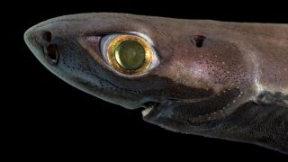 The velvet belly lanternshark (Etmopterus spinax) is a small deep sea dogfish species found in the Northeast Atlantic Ocean. It is most common at a depth of 200–500 m, but has been reported as deep as 2490 m! These sharks, like many deep sea creatures, have special organs in their skin that emit light. This so called bioluminescence allows the animal to blend with its surroundings or attract potential prey. 

Velvet belly lanternshark (Etmopterus spinax) – Norway – September 2025

#velvetbellylanternshark #lanternshark #shark #sharks #deepwater #norway #fjords #ocean #atlanticocean #deepsea #deepseacreatures #bioluminescence #dogfish #marine #etmopterusspinax #deepwatercritters #deepseacreature