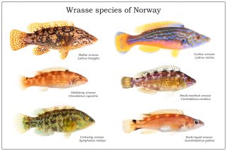 Wrasses, belonging to the family Labridae, are a diverse group of marine fish known for their vibrant colors. There are over 600 wrasse species worldwide, predominantly found in tropical and subtropical waters. The colder waters of Norway are home to 6 species. 

The Goldsinny wrasse (Ctenolabrus rupestris) is the most abundant one, followed by the Corkwing wrasse (Symphodus melops), and Ballan wrasse (Labrus bergylta). Cuckoo wrasse (Labrus mixtus) and Small-mouthed or Rock cook wrasse (Centrolabrus exoletus) are less numerous. The Scale-rayed wrasse (Acantholabrus palloni) lives in deeper water and is considered to be relatively rare in Norwegian waters. 

Three of the wrasses in Norway (Corkwing wrasse, Small-mouthed wrasse and Cuckoo wrasse) are known as cleanerfish, because they consume ectoparasites on other fish. Because of that millions of these wrasses are wild-caught each year and transferred into salmon farms to remove sea lice.

Wrasse species of Norway – Norway – September 2025

#wrasse #wrasses #goldsinnywrasse #corkwingwrasse #ballanwrasse #cuckoowrasse #rockcook #scalerayedwrasse #fishing #fish #norway #fjords #cleanerfish #marine #marinebiology #marinescience #nature #norwegian #meetyourneighbours #visitnorway #labridae