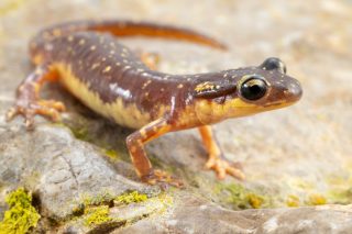 The first stop on our journey in December was the Greek island of Karpathos, a destination chosen for one very specific reason: the endemic Karpathos salamander (Lyciasalamandra helverseni). This terrestrial salamander is usually only active and visible during the winter months, as temperatures are too high during the rest of the year and the animals remain underground. Karpathos salamanders are typically found in limestone-rich habitats such as pine forests, maquis shrublands, and rocky terrain. Unlike many amphibians, they give birth on land and are not associated with water.

Karpathos salamander (Lyciasalamandra helverseni) - Karpathos, Greece - December 2025

Picture 1: female
Picture 2: male with the conspicuous dorsal tubercle at the base of the tail. 
Picture 3: habitat
Picture 4: female in backlight
Pciture 5: Detail of the dorsal tubercle at the base of the tail. 

#karpathossalamander #salamander #Lyciasalamandra #lyciasalamandrahelverseni #herpetology #herping #nature #naturephotography #greece #karpathos #herpingtheglobe #biodiversity #amphibians #conservation #fieldherping #biology #wildlife #herpetofauna #amphibian #amphibiansofinstagram #endemic