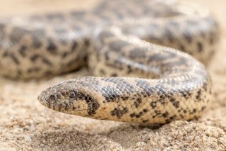 Two masters of life underground: the Javelin Sand Boa (Eryx jaculus) and the European Worm Snake (Xerotyphlops vermicularis). Though very different in appearance and ecology, both species spend much of their lives concealed beneath soil and stones, rarely seen by people.

The sand boa is an ambush predator, using its muscular body to move through loose soil and capture small mammals and lizards. In contrast, the worm snake is a highly specialized insect-eater, feeding mainly on ants and their pupae.

The difference in body shape reflects their lifestyles. The sand boa is thick and powerful, while the worm snake is so slender and cylindrical that it is often mistaken for an earthworm. Its tiny eyes and smooth, glossy scales reveal its adaptation to a life spent almost entirely underground.

Javelin Sand Boa (Eryx jaculus) and European Worm Snake (Xerotyphlops vermicularis) - Greece - May 2026

#sandboa #eryx #eryxjaculus #wormsnake #europeanwormsnake #xerotyphlopsvermicularis #snakes #reptiles #greece #thrace #reptile #herpetology #snakes #underground #herping #nature #naturephotography #fieldherping #herpingtheglobe #wildlife #herpetofauna