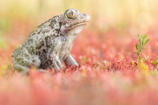 For decades, spadefoot toads from southeastern Europe were classified as a subspecies of the Eastern spadefoot toad, Pelobates syriacus. However, genetic studies showed that Balkan and Middle Eastern populations had been evolving separately for a long time, leading to the recognition of the Balkan spadefoot toad, Pelobates balcanicus, as a distinct species in 2019. 
Like other members of the genus, P. balcanicus is highly fossorial, spending most of its life underground and emerging primarily during periods of suitable weather and for breeding.

Balkan spadefoot toad (Pelobates balcanicus) - Greece - April 2026

#balkanspadefoottoad #toad #pelobates #pelobatesbalcanicus #spadefoot #spadefoottoad #herpetology #herping #nature #naturephotography #greece #balkan #herpingtheglobe #biodiversity #amphibians #conservation #balkans #fieldherping #biology #wildlife #herpetofauna #amphibian #amphibiansofinstagram #endemic