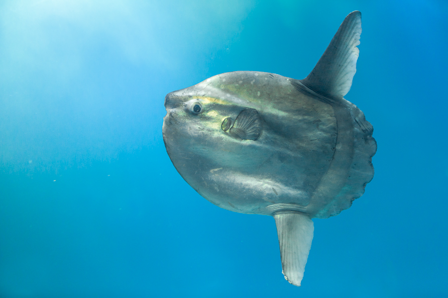 Maanvis (Mola mola) - Captive