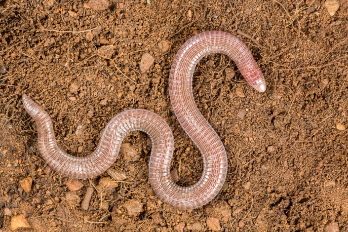 Maria's wormhagedis (Blanus mariae)