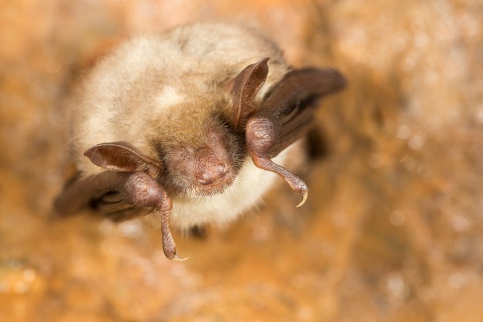 Kleine vale vleermuis (Myotis blythii)