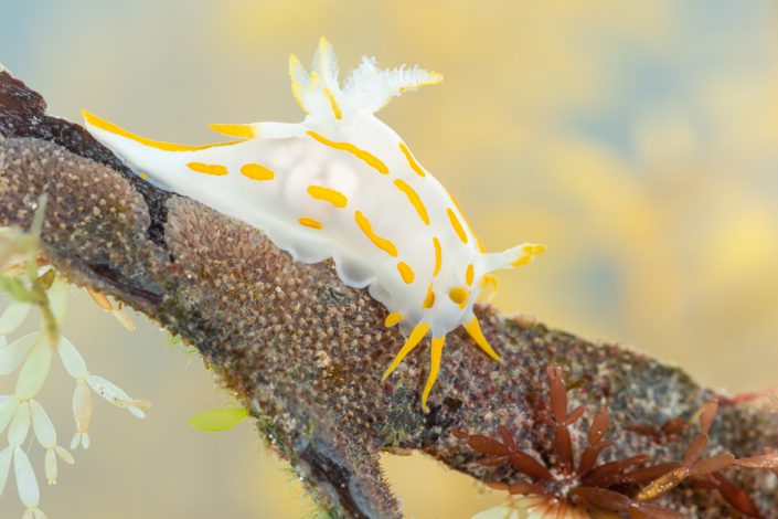 Grazende Harlekijnslak (Polycera quadrilineata)