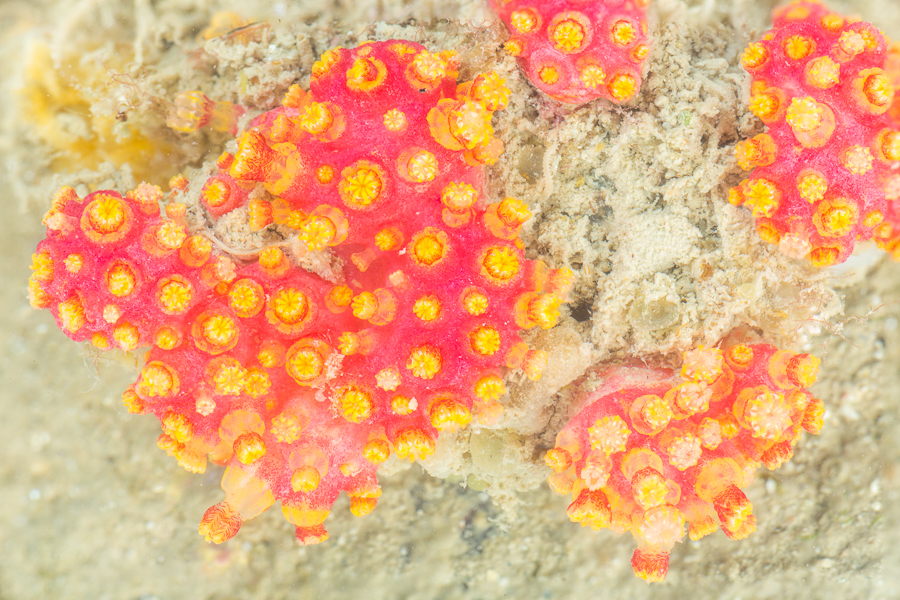 Alcyonium coralloides (een soort zacht koraal)
