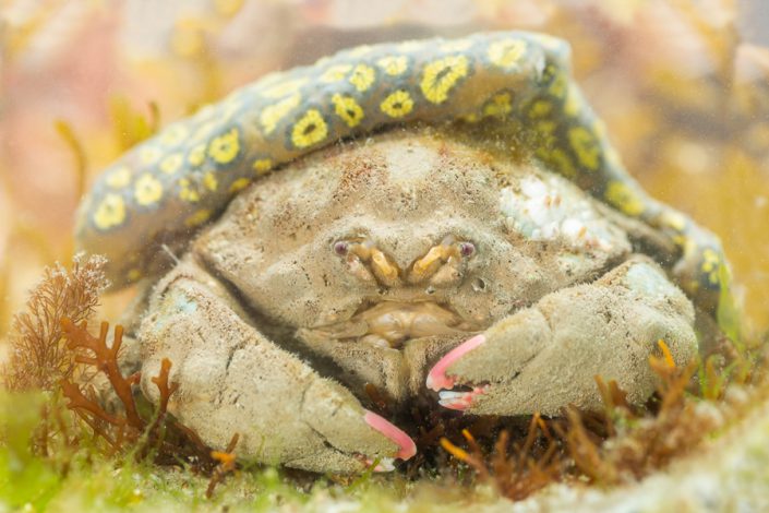 Sponskrab (Dromia personata) die een kolonie Gesterde geleikorst (Botryllus schlosser) met zich mee draagt.