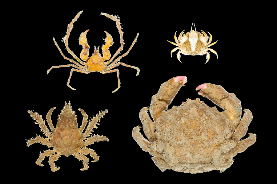 Gladde sponspootkrab (Inachus phalangium), Gezaagde krab (Pirimela denticulata), Pisa nodipes en Sponskrab (Dromia personata)
