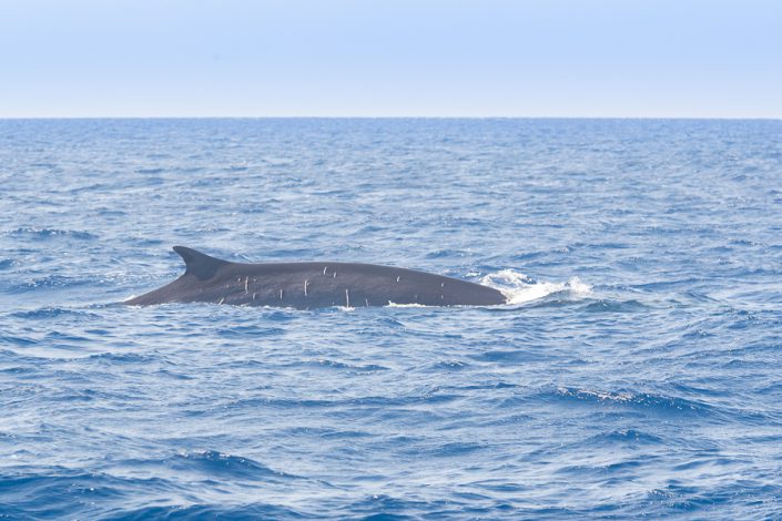 Gewone vinvis (Balaenoptera physalus)