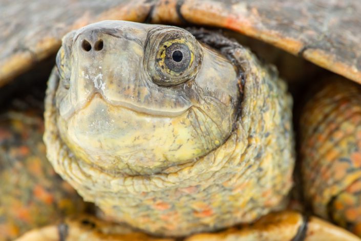 Moorse beekschildpad (Mauremys leprosa)