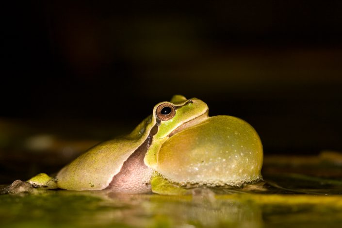 Europese boomkikker (Hyla arborea)