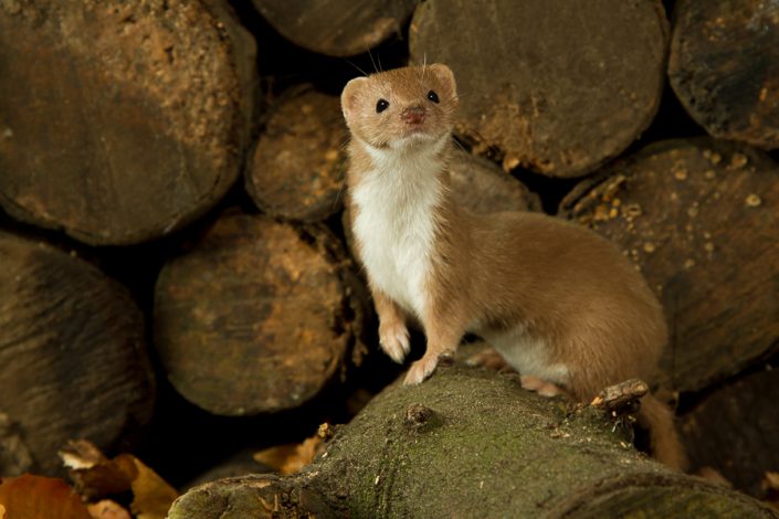 Wezel (Mustela nivalis)