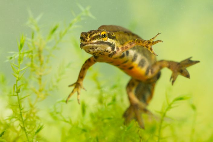 Hybride Kleine watersalamander (Lissotriton vulgaris) x Vinpootsalamander (Lissotriton helveticus)