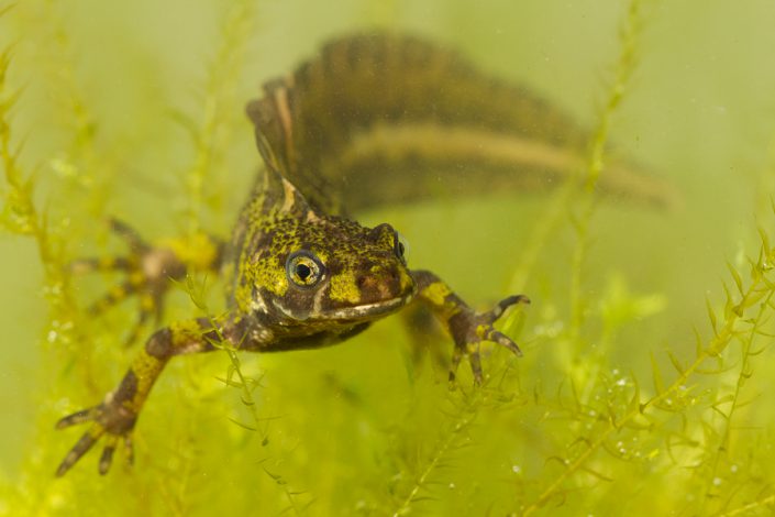 Marmersalamander (Triturus marmoratus)