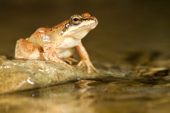 Pyreneeën-beekkikker (Rana pyrenaica)