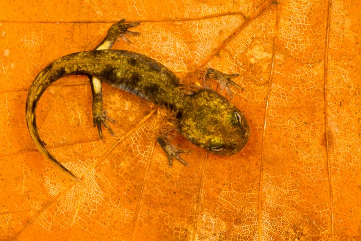 Larve vuursalamander (Salamandra salamandra)