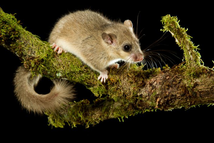 Relmuis (Glis glis)