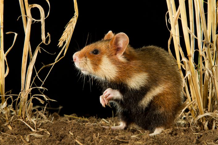 Europese hamster (Cricetus cricetus)