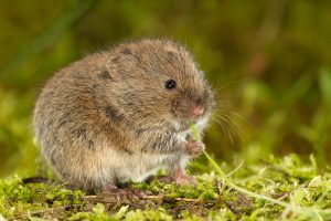 Aardmuis (Microtus agrestis)