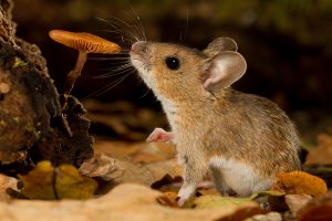 Bosmuis (Apodemus sylvaticus)