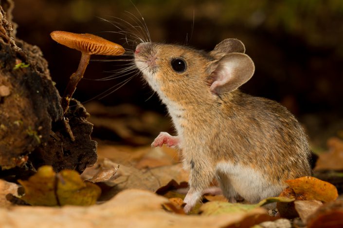 Bosmuis (Apodemus sylvaticus)