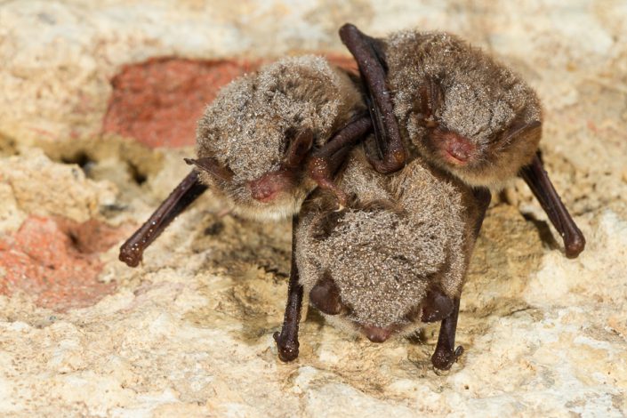 Watervleermuizen (Myotis daubentonii)