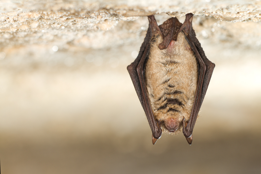 Ingekorven vleermuis (Myotis emarginatus)