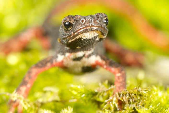 Brilsalamander (Salamandrina terdigitata)