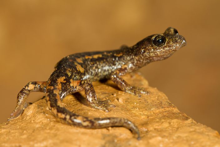 Ambrosi's grottensalamander (Speleomantes ambrosii)