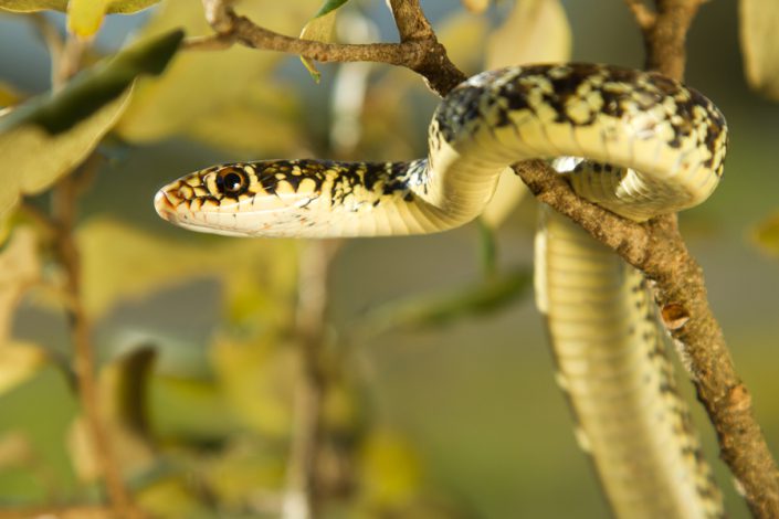 Geelgroene toornslang (Hierophis viridiflavus)