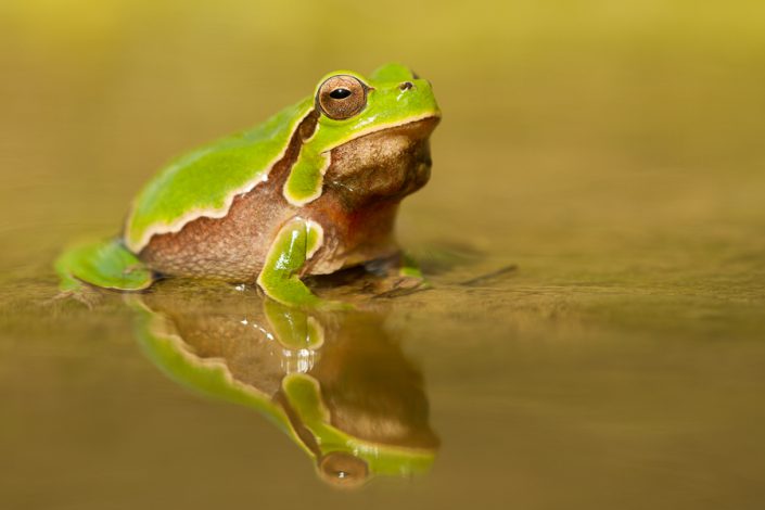 Italiaanse boomkikker (Hyla intermedia)