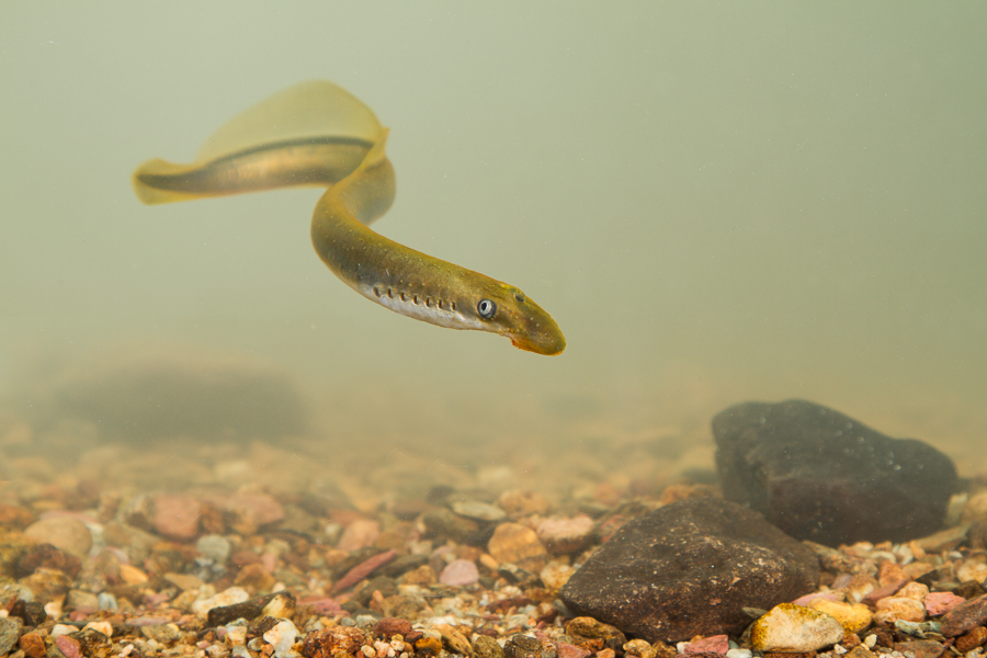 Beekprik (Lampetra planeri)