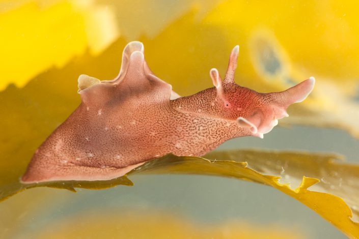 Gestippelde zeehaas (Aplysia punctata)