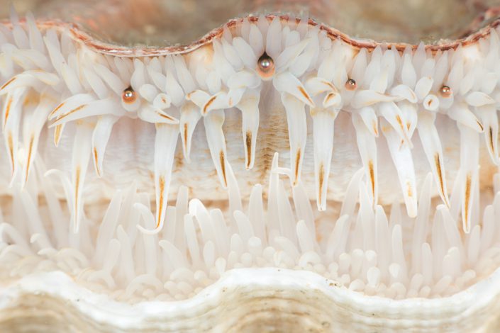 Grote mantel (Pecten maximus)