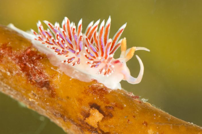 Slanke ringsprietslak (Facelina auriculata)