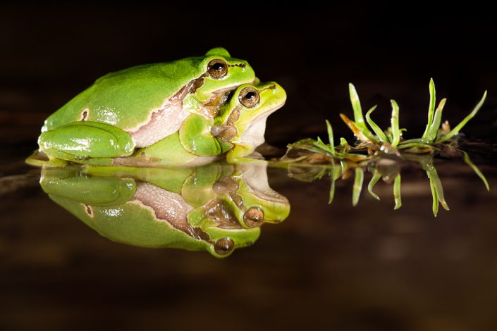 Europese boomkikkers (Hyla arborea)