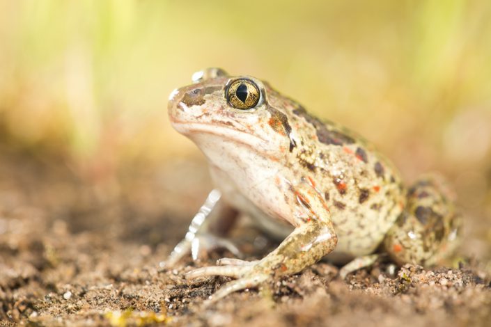 Knoflookpad (Pelobates fuscus)