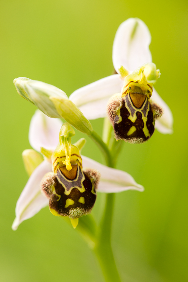 Hommelorchis (Ophrys holoserica)