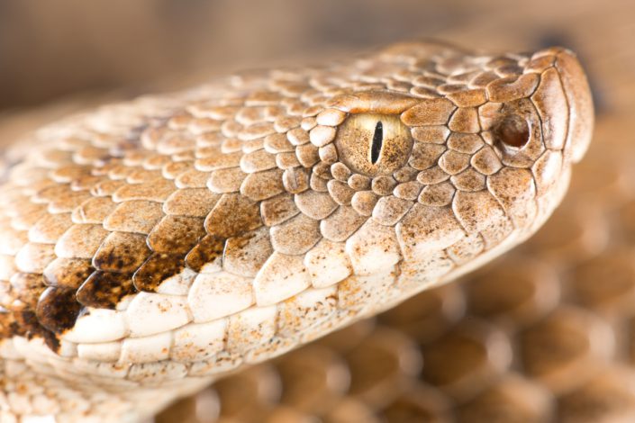 Aspisadder (Vipera aspis)