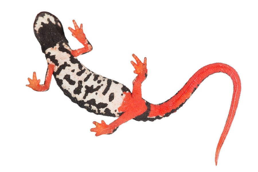 Brilsalamander (Salamandrina terdigitata)
