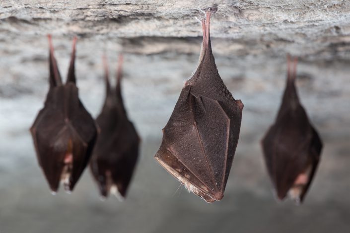 Kleine hoefijzerneuzen (Rhinolophus hipposideros)