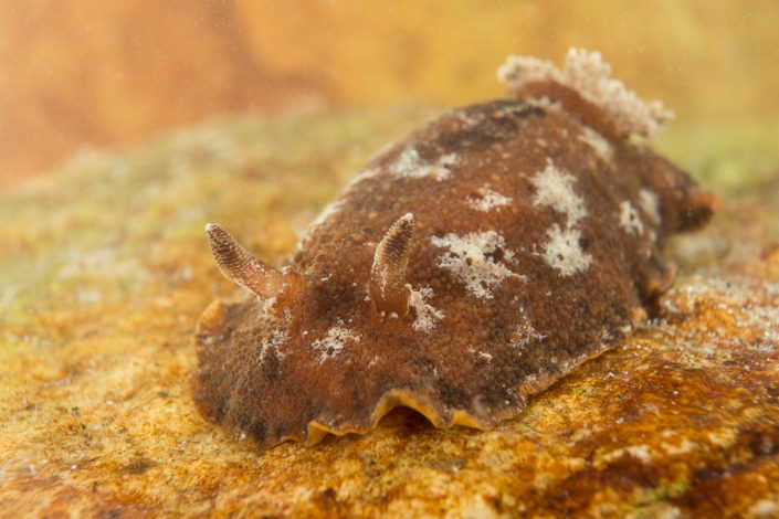 Millennium-wratslak (Geitodoris planata)