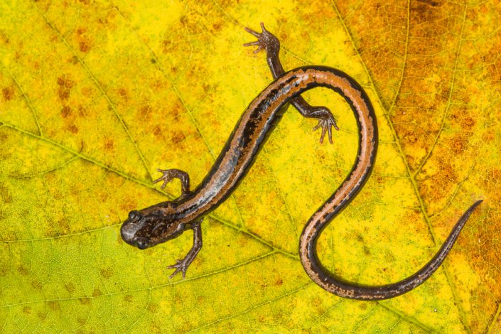 Goudstreepsalamander (Chioglossa lusitanica)