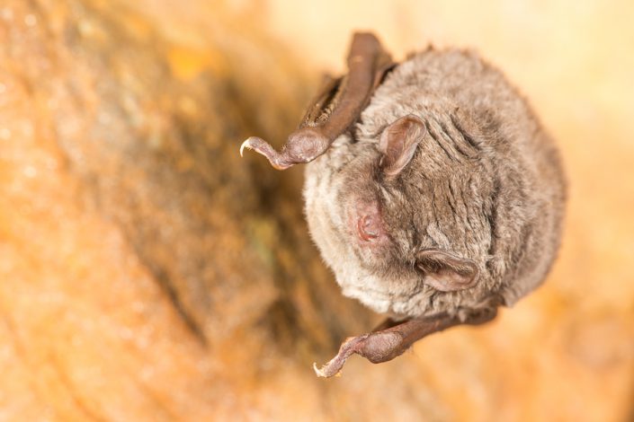 Schreibers vleermuis (Miniopterus schreibersii)