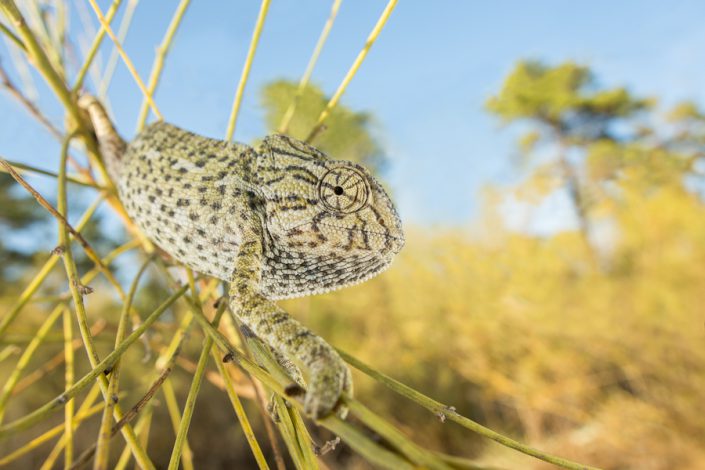 Mediterrane kameleon (Chamaeleo chamaeleon)